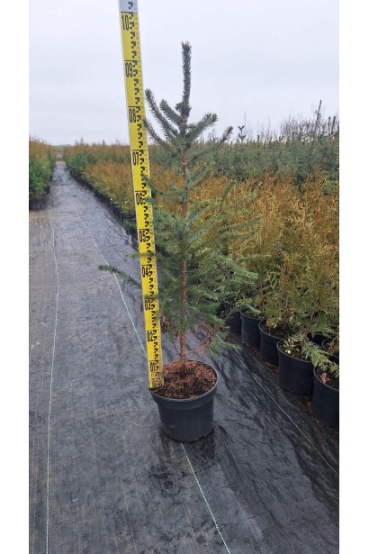 Ялина сербська Колоновидна - 5л/вис.70-90см/Ø20-40см